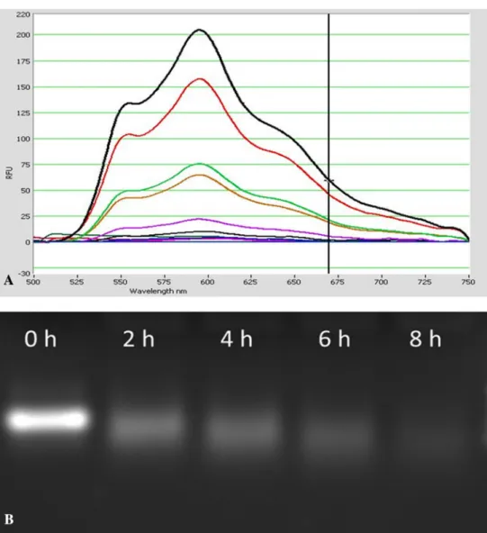 Figure 2. (A) Fluorescence spectra of doxorubicin solution with increasing molar ratios of the GMT-3 and (B) biostability of aptamer- aptamer-DOX complex.