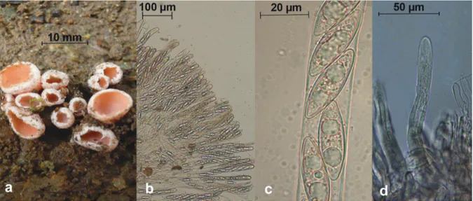 Figure 3. Rhodoscypha ovilla: a- ascocarps, b- asci, c- ascospores in a portion of an ascus, d- hairs.