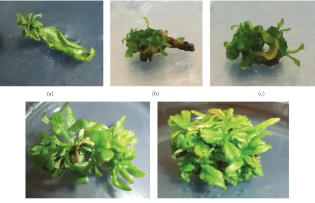 Figure 1: In vitro adventitious shoot regeneration of H. polysperma: (a) shoot induction from leaf tip, (b) multiple shoot initiation, (c) callus induction, and ((d) and (e)) multiple induced shoots.