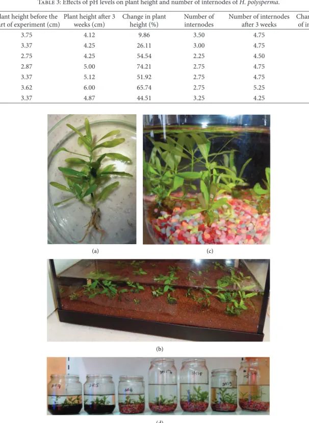 Figure 2: Rooting and acclimatization of in vitro regenerated plants of H. polysperma: (a) rooted plantlets, (b) acclimatized plants in aquariums, and (c) plant acclimatization at different pH.