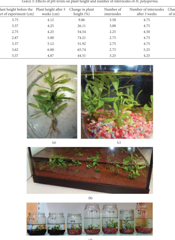 Figure 2: Rooting and acclimatization of in vitro regenerated plants of H. polysperma: (a) rooted plantlets, (b) acclimatized plants in aquariums, and (c) plant acclimatization at different pH.