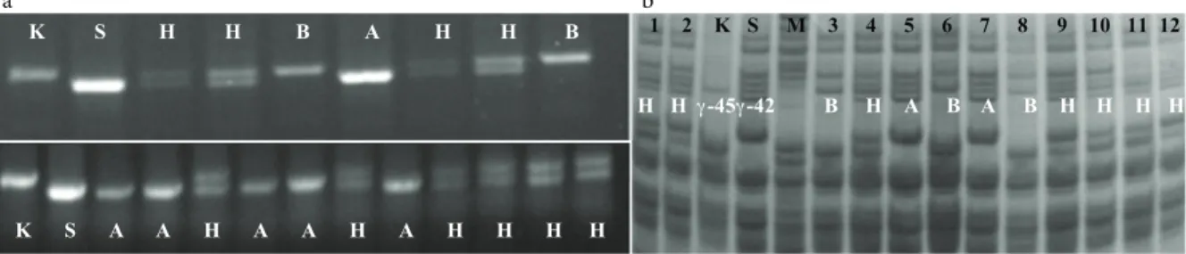 Figure 3. Representative profiles of parents and BC4F2 plants screened with GAG 5-6 markers (a) and A-PAGE (b)