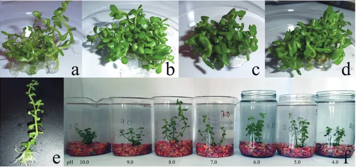 Fig. 1. Callus induction and shoot initiation after 2 weeks of culture (a) callus induction, (b) shoot initiation from internode explant (c)  callus induction and shoot initiation from leaf explant