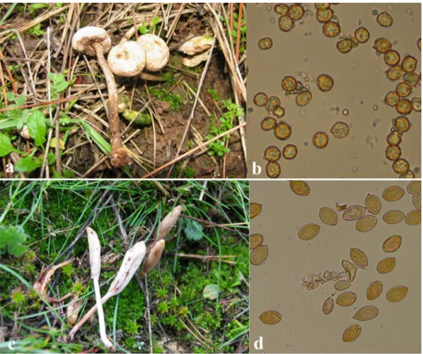 Figure 4. Tulostoma melanocyclum: a- basidiocarps, b- basidiospores. Galeropsis desertorum: c- basidiocarps,  d- basidiospores.