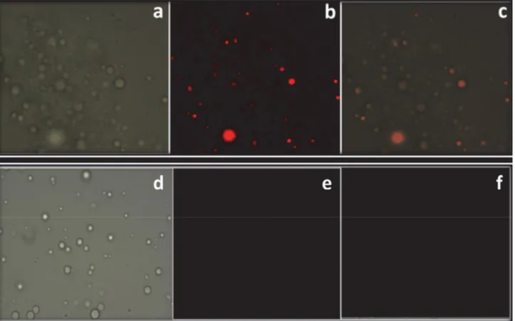 Fig. 9. Fluorescence images of Al 3+  using probe SK-1 in MCF7: (a) bright field image of MCF7 cells treated with probe SK-1; (b) fluorescence image  of MCF7 cells treated with probe SK-1; (c) merged image of (a) and (b); (d) bright field image of MCF7 cel