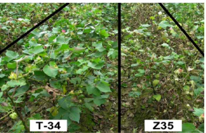 Fig. 3 Resistance phenotypes of hpa1Xoo-transformed T-34 and untransformed Z35 to Verticillium wilt in the nursery as reported by Miao et al