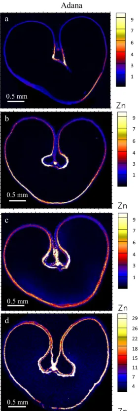 Fig. 2 Localization of Zn (ng cm −2 ) in wheat transverse sections from Adana with: a no foliar Zn, b single foliar application at stem  elonga-tion/booting, c single foliar application at early milk/early dough, and d a combination of foliar application a