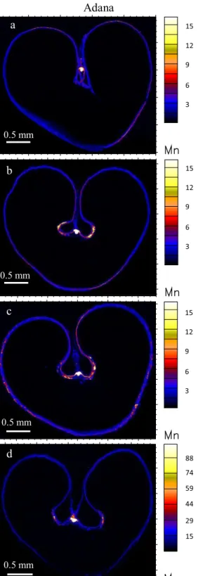 Fig. 3 Localization of Mn (ng cm −2 ) in wheat transverse sections from Adana with: a no foliar Zn, b single foliar application at stem elongation/booting, c single foliar application at early milk/early dough, and d a combination of foliar application at 