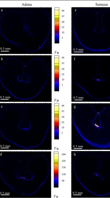 Fig. 5 Localization of Fe (ng cm −2 ) in wheat transverse sections from Adana with: a no foliar Zn, b single foliar application at stem elongation/booting, c single foliar application at early milk/early dough, and d a combination of foliar application at 