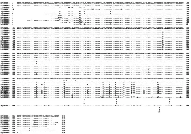 Fig. 3. Nucleotide sequences of partial 18 S rRNA for Hepatozoon spp. isolates determined in this study (KF439864–KF439867) were aligned with the published (DQ060328, DQ060327, DQ060325, JQ867390, JQ867389, KF034777 and KF034776) 18 S rRNA sequences of the
