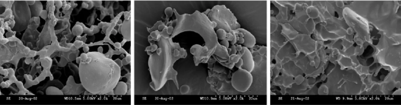 Table  1.  Recovery  of  flour  solids  from  RBS-98  flour  by  HS-FWD,  MS-DWD  and  Martin  (dough-washing)  wet-milling  methodsa,b 