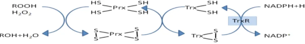 Figure 5. Thioredoxin dependent reduction of organic hydroperoxides and hydrogen peroxide with  peroxiredoxins.