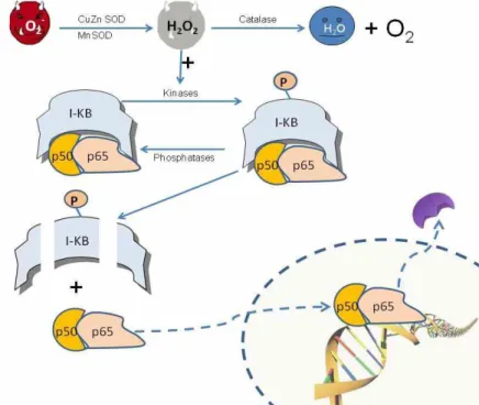 Figure 6.  Proposed mechanism for oxidative activation of NF-κB. Increase in  superoxide anion and so H 2 O 2  activates kinases or inhibit phosphatases bringing  about augmentation of steady state phosphorylation level of inhibitory protein IκB  which is 