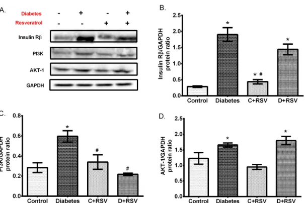 Figure 5. Changes in renal protein expressions of insulin signaling elements with diabetes and/or  resveratrol