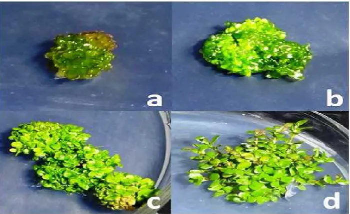 Figure 1. Adventitous shoot regeneration on leaf explant of R. rotundifolia (a) shoot bud inductions (b) shoot buds and shoot induction (c, d) shoot induction on GA 3 containing medium