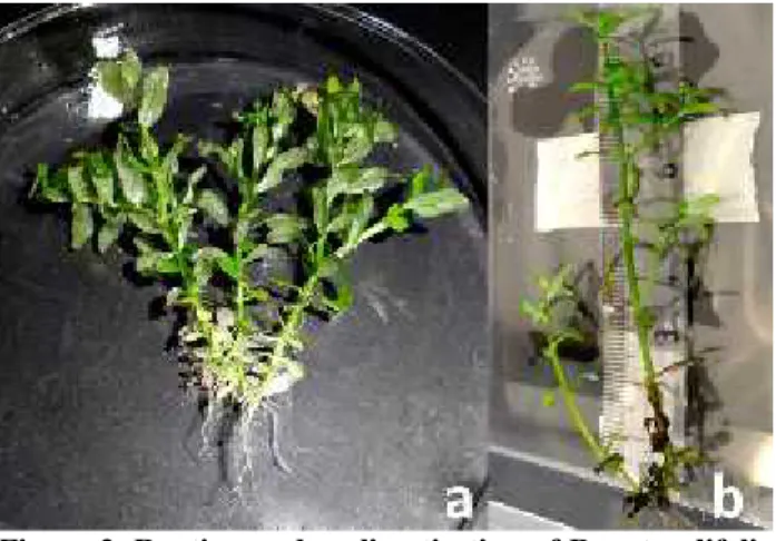 Figure 2. Rooting and acclimatisation of R. rotundifolia (a)  direct  rooting  of  regenerated  plantlets  (b) developed plants at pH 8.0 after one  month of acclimatisation.