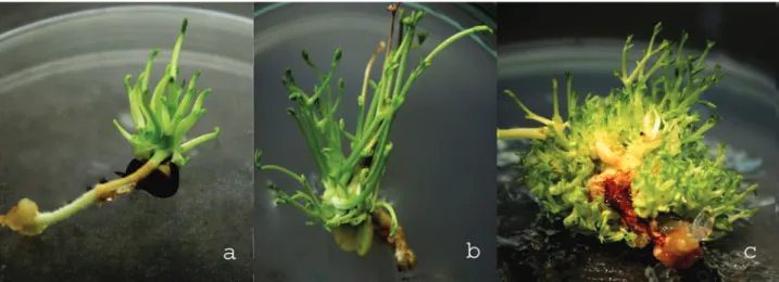 Fig. 1. Axillary shoot regeneration from a mature seed explant of hairy vetch (a) shoot initiation after 3 weeks; (b) shoot proliferation  with visible cotyledons; (c) shoot regeneration after 6 weeks