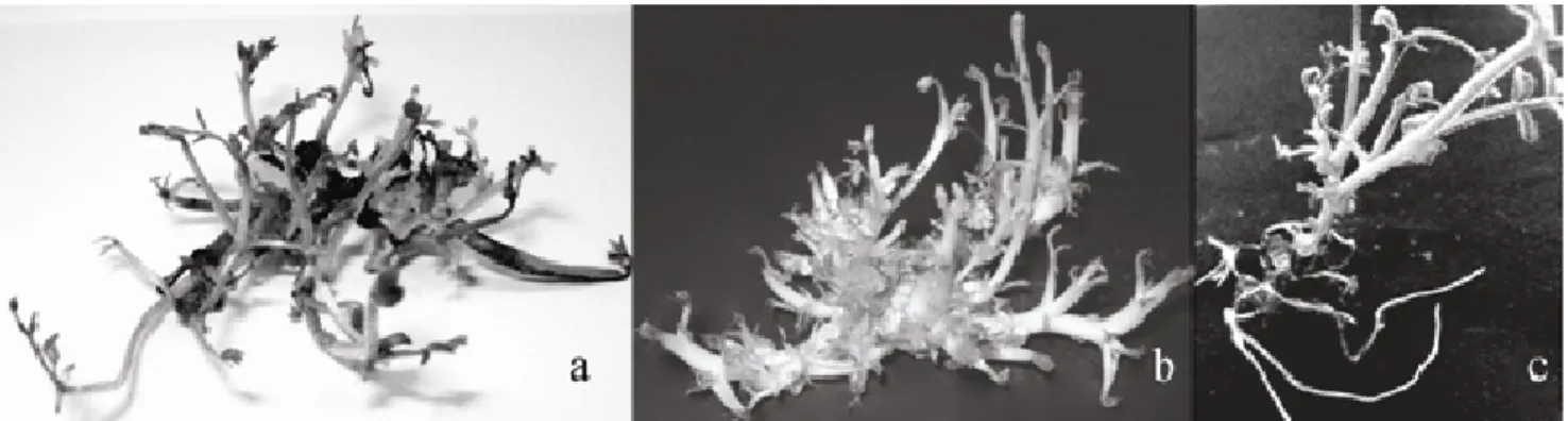 Figure 1. In vitro shoot regeneration of chickpea cv. Gokce on mature embryo (a), embryonic axis preconditioned with 10 mg/l BA  for 1 week (b) and rooting of in vitro regenerated shoots on MS medium containing 1 mg/l IBA plantlet with root (c)