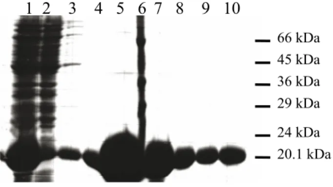 Figure 3. TolA-III–colicin N-T domain fusion expression in E.  coli BL21 (DE3). 1: Supernatant after ultracentrifugation (before  Ni-NTA resin)