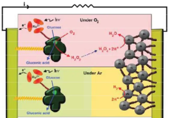 Figure 1. Mechanistic routes operating in the photobiofuel cell.  References  