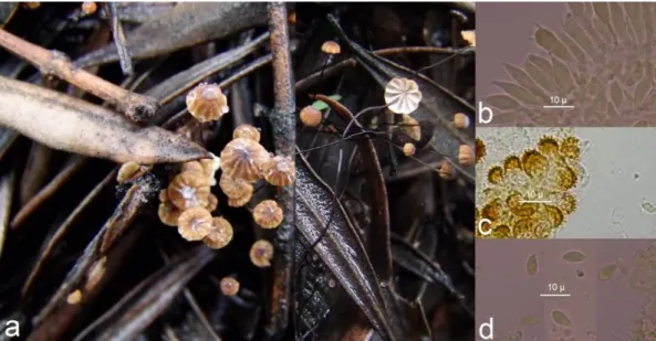 Figure 5. Cryptomarasmius corbariensis: a. basidiocarps, b. Basidiospores  Typhulaceae Jülich 