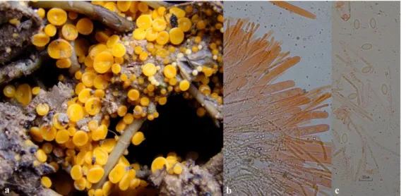 Figure 7. Kotlabaea deformis: a- ascocarps, b- asci and paraphyses, c- spores.  