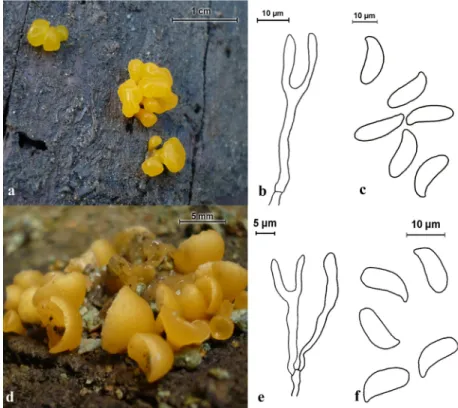 Figure 4. Dacrymyces chrysospermus: a- basidiocarps, b- basidium, c- basidiospores.  Guepiniopsis buccina: d- basidiocarps, e- basidium, f- basidiospores.