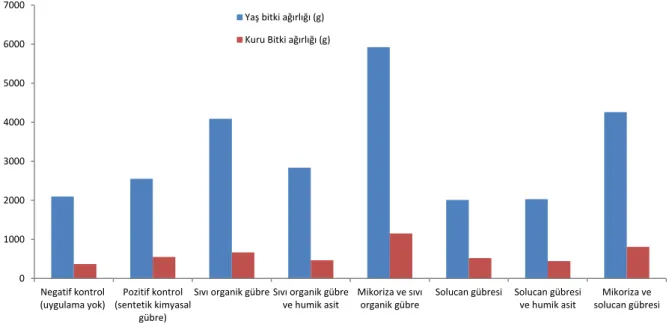 Şekil 1 Yaş –kuru bitki ağırlığı 