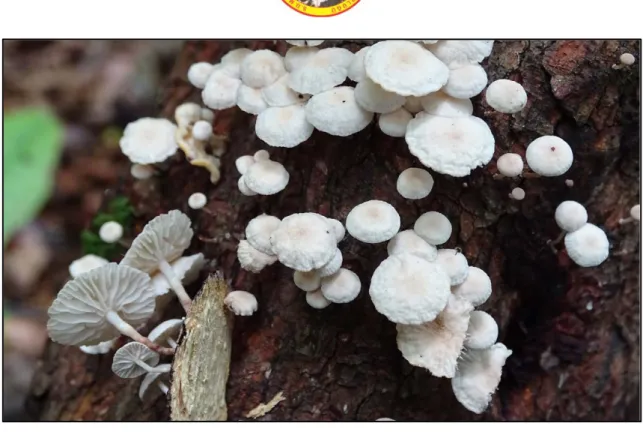 Figure 1. Basidiocarps of Marasmiellus vaillantii 