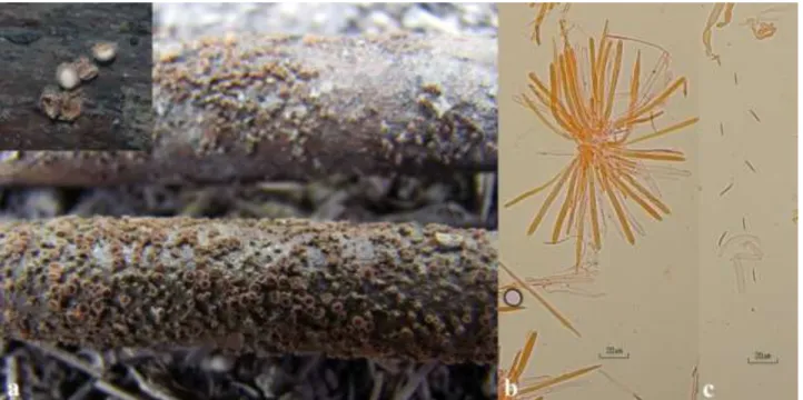 Figure 3. Lasiobelonium horridulum var. capitatum: a. ascocarps, b. asci and paraphyses, c