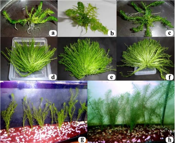 FIGURE 1 - In vitro shoot regeneration and acclimatization of C. demersum: (a) shoot tip, (b) 1 st , (c) 2 nd  nodal segment, after 4 weeks of  culturing, and (d) shoot tip, (e) 1 st , (f) 2 nd  nodal segment after 8 weeks of culturing, acclimatized plant 