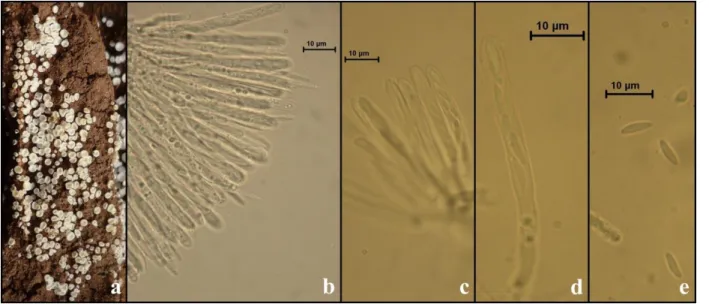 Figure 1. Lachnum brevipilosum: a. ascocarps, b,c. asci and paraphyses, d. ascus, e. spores