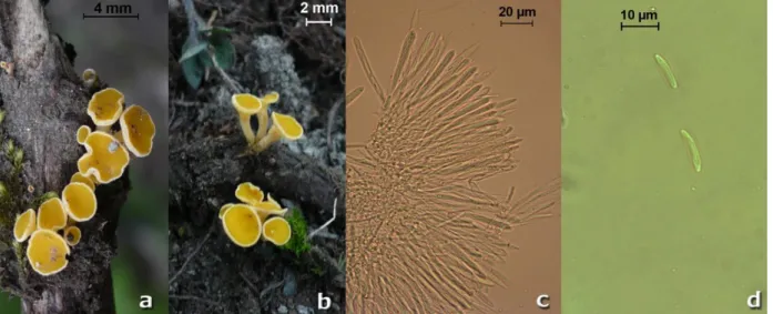 Figure 2.  Lachnum pygmaeum: a,b. ascocarps, c. asci and paraphyses, d. spores. 