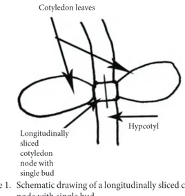 Figure 1.  Schematic drawing of a longitudinally sliced cotyledon  node with single bud.