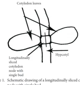Figure 1.  Schematic drawing of a longitudinally sliced cotyledon  node with single bud.