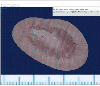 Fig 2. Renal cortex, renal medulla and renal pelvis counting on kidney with ImageJ  program (area per point = 1 mm 2 )