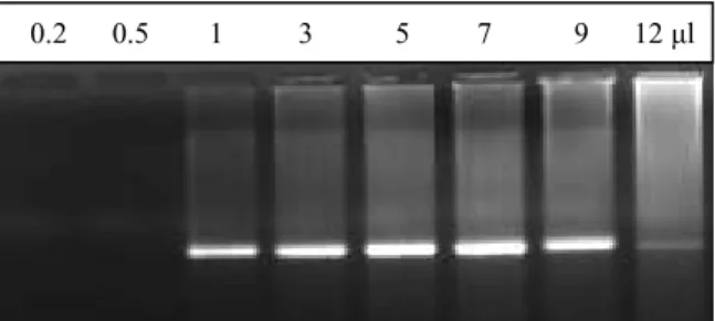 Şekil 1. Farklı DNA miktarlarının PCR ürünlerine etkisi 