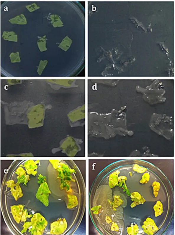 Figure 2. Excessive A. tumefaciens GV2260 p35S GUS-INT growth at high concentrations of squirting cucumber  fruit juice added to  bacterial growth, inoculation, and cocultivation media of tobacco cv