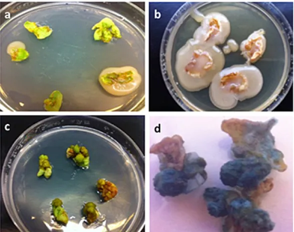 Figure 4. Effect of squirting cucumber fruit juice on transformation of potato cv. Innovator leaf discs inoculated  GV2260 p35S GUS-INT strain and confirmation of kanamycin-resistant calli by GUS analysis