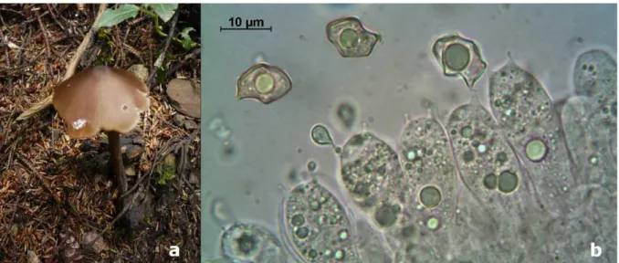 Figure 1. Entoloma asprellum, a. Basidiocarp,  b. Basidia and basidiospores  