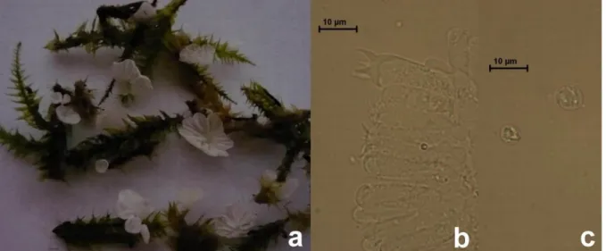 Figure 2. Rimbachia bryophila, a. Basidiocarps,  b. Basidia, c. Basidiospores   4. Discussion 