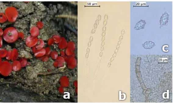 Figure 1. Melastiza chateri, a. Fruit bodies, b. Asci, c. Ascospores, d. Hair  Scutellinia armatospora Denison 