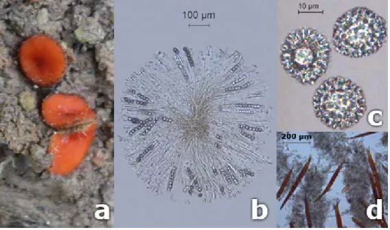 Figure 2. Scutellinia armatospora, a. Fruit bodies, b. Asci, c. Ascospores, d. Hairs.   References 