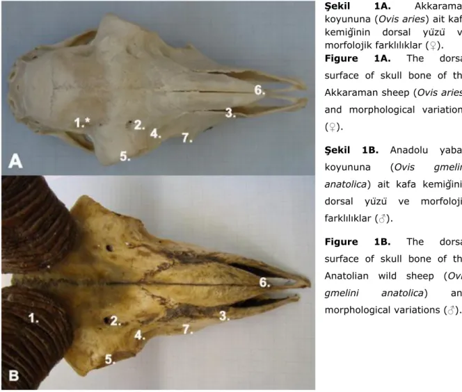 Şekil  1A.  Akkaraman  koyununa (Ovis aries) ait kafa  kemiğinin  dorsal  yüzü  ve  morfolojik farklılıklar (♀)
