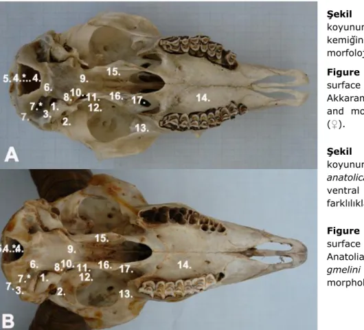 Şekil  2A.  Akkaraman  koyununa (Ovis aries) ait kafa  kemiğinin  ventral  yüzü  ve  morfolojik farklılıklar (♀)
