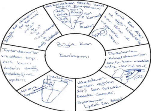 Figure 1: Example of Roundhouse Diagram on Systemic Circulation.