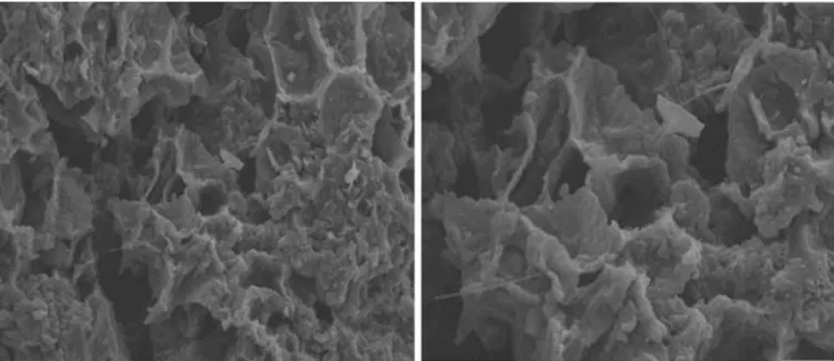 Fig. 7. SEM images of activated carbon produced at 700°C carbonization temperature
