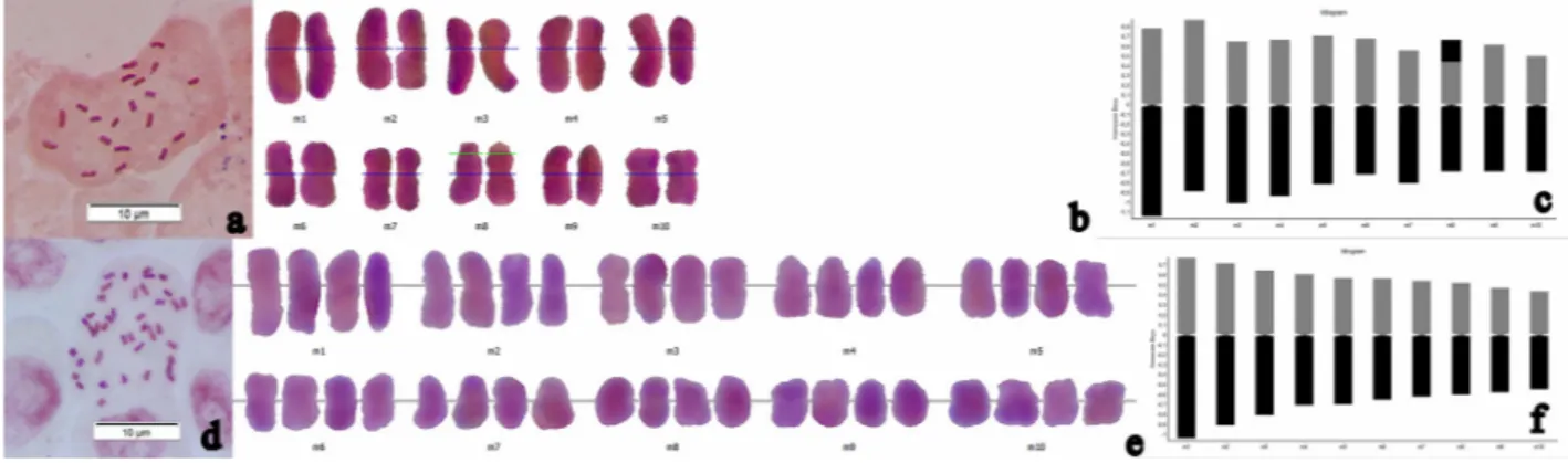 Figure 5. Metaphase plate, karyotype, and idiogram of C. uysalii Şirin &amp; Çeçen (a–c) and C