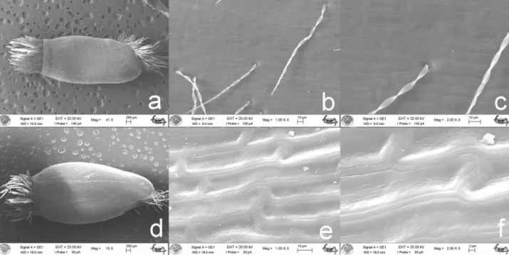 Figure 6. Scanning electron micrographs of the achenes of C. uysalii Şirin &amp; Çeçen (a–c) and C