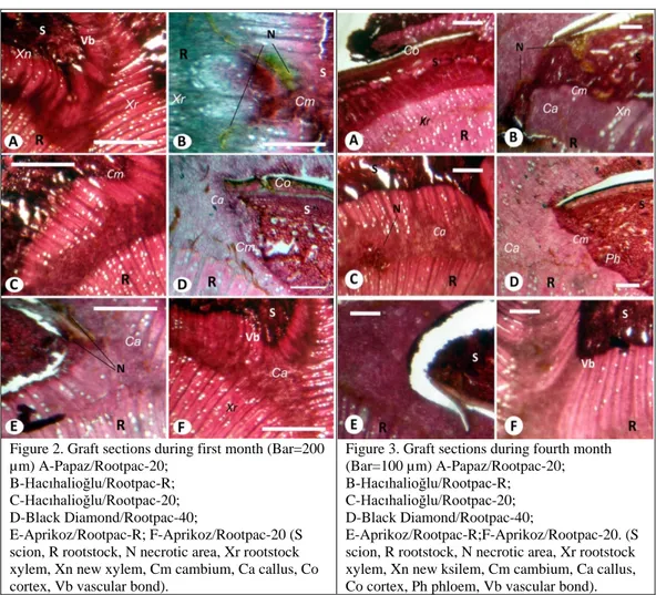 Figure 2. Graft sections during first month (Bar=200  µm) A-Papaz/Rootpac-20;  